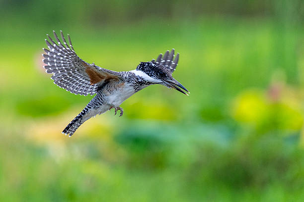 istock Different bird species in Hainan 2234260969