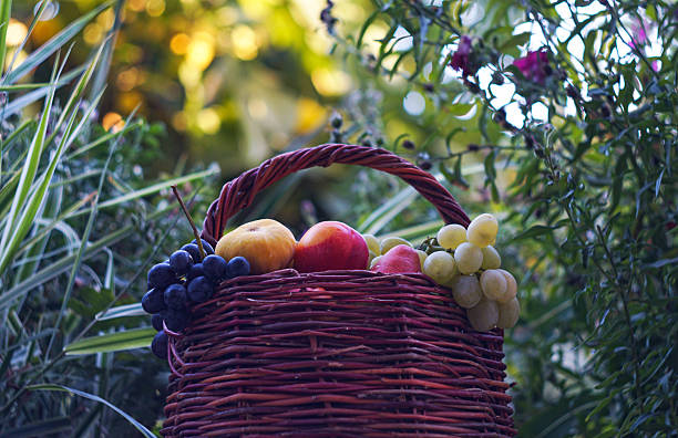 Grapes and various fruits are located in the basket
