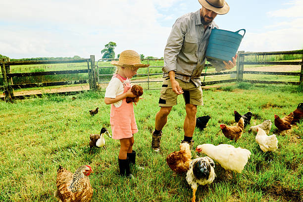 istock Farmer teaching daughter about caring for chickens on sustainable farm 2234262176