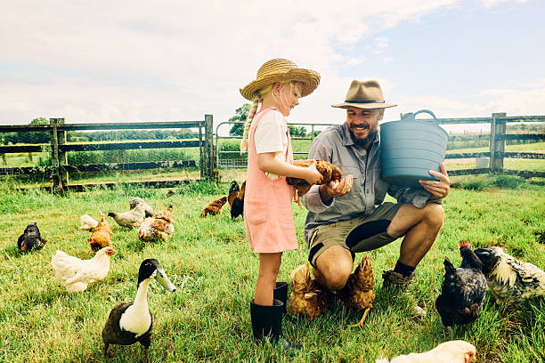 Farmer teaches his young daughter how to care for chickens on their sustainable farm in australia