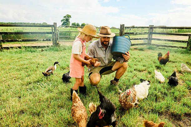 istock Farmer teaching daughter about caring for chickens on sustainable farm 2234262181