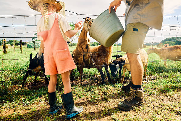 A young female farmhand milking a goat.  Shot at