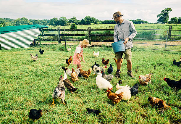 istock Farmer feeding free range chickens with daughter on sustainable farm 2234262206