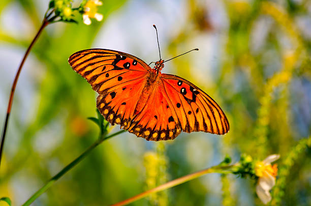 istock Gulf fritillary butterfly (Agraulis vanillae) feeding on beggarticks (Bidens alba) in Coden Alabama 2234262367