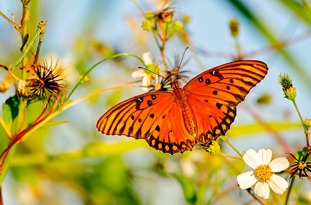 A Gulf fritillary butterfly (Agraulis vanillae) feeds on beggarticks (Bidens alba) at Bay Front Park, Sept. 6, 2026, in Coden, Alabama. The Gulf fritillary is common in the southern United States.