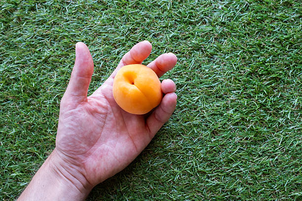Hand gently holds a ripe, orange apricot against a backdrop of vibrant green grass, showcasing the freshness and natural beauty of the fruit
