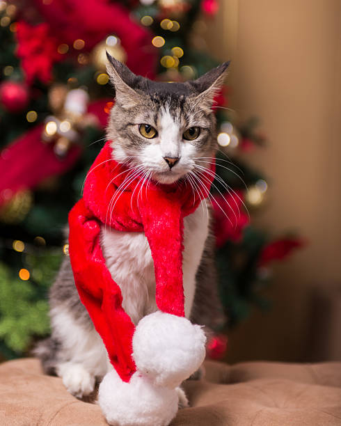 istock A grey and white cat, adorned in a red festive scarf, sits before a blurry Christmas tree. 2234264518