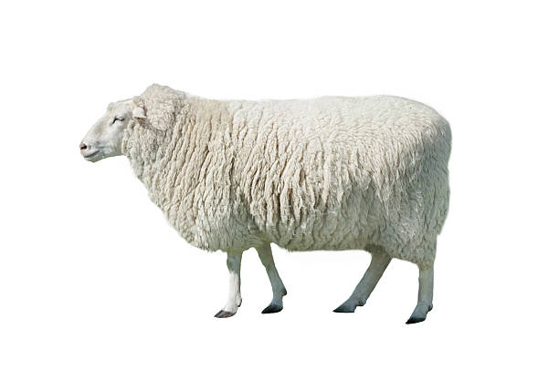istock Big beautiful sheep isolated on white background 2234265632