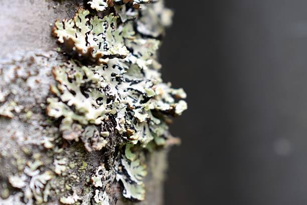 Close up of birch tree bark