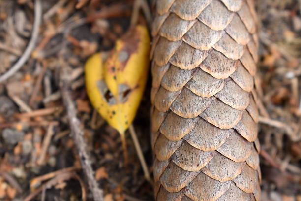 Details of a spruce's cone