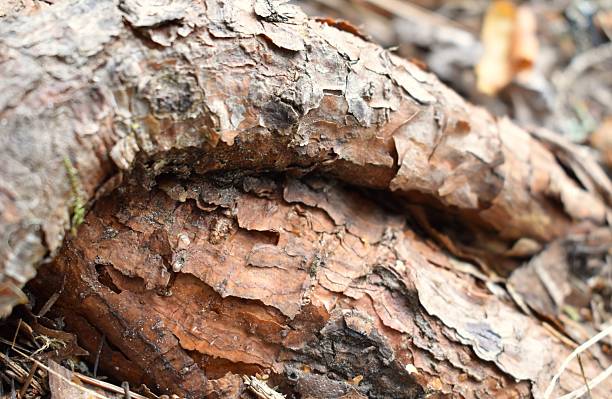 istock Details of a pine tree 2234265673