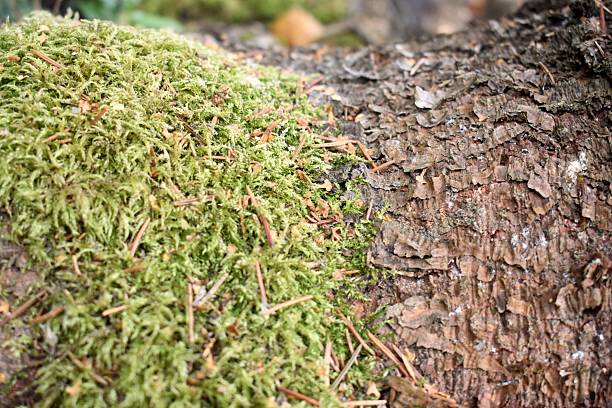 Detail of a spruce tree bark and moss