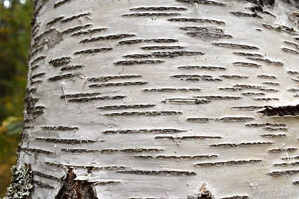 beautiful birch tree trunk Collection on White background.