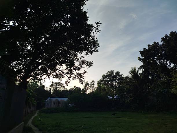 beautiful countryside evening sky glowing warmly, tree tops peeking into the frame under peaceful fading daylight and calm atmospheric tones