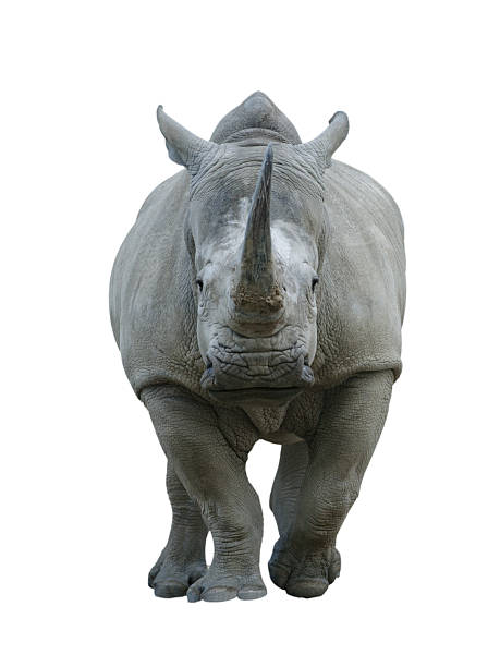 istock white rhino isolated on white background 2234266143