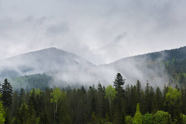 istock Forested mountain range with rising fog and cloudy sky 2234266371