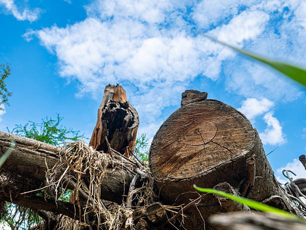 Illegal Logging in Forest - Cut, Fallen, and Damaged Trees in Deforested Wilderness.