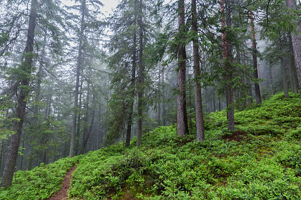 istock Fog fir forest on mountain slope at spring rainy day 2234267159