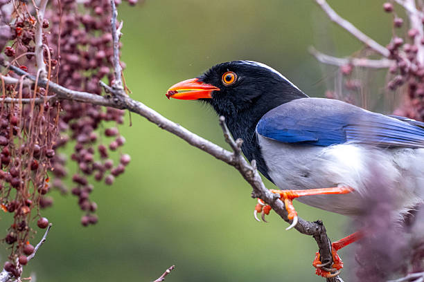 istock Different species of birds on the lakeside 2234267209