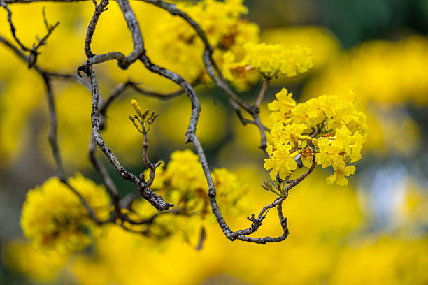Yellow flowers of acacia saligna Golden Wreath Wattle tree