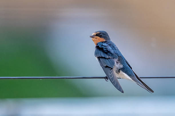 istock Different species of birds on the lakeside 2234267221