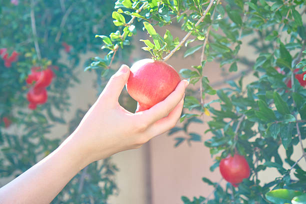 istock Woman's hand harvesting a Pomegranate from a tree. Fruit harvesting concept. 2234267874