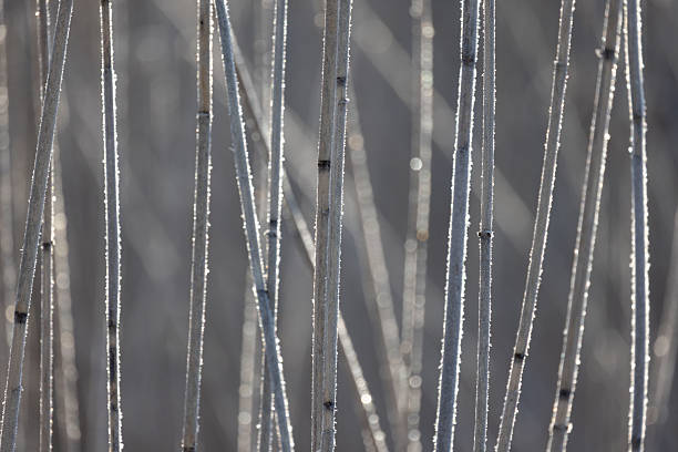 Frosty reed stems stand delicately upright against a peaceful, blurred background, capturing the winter pristine stillness and cold beauty