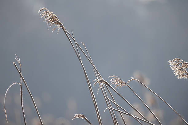 istock Dried reed with frost seen up close, set against a soft, blurred blue background 2234267903