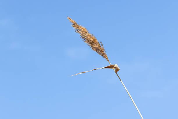 istock A single golden reed standing tall against a vibrant blue sky 2234267920