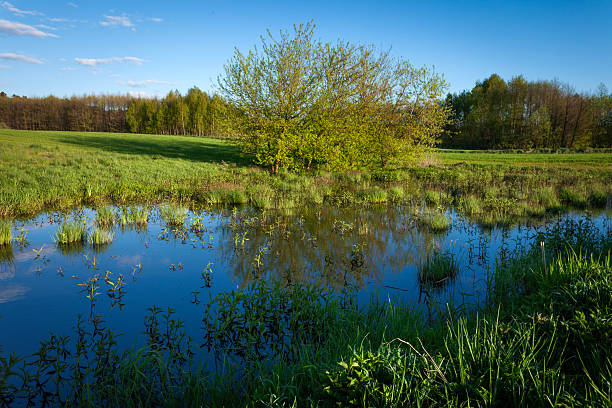 Water on the meadow with trees and blue sky, spring day