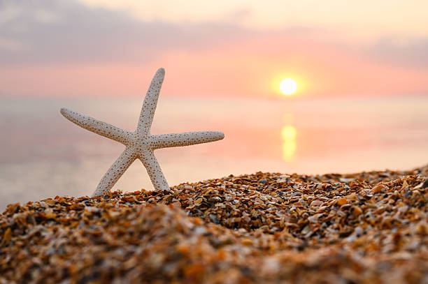 istock starfish on the beach at sunset. Summer seascape 2234269971