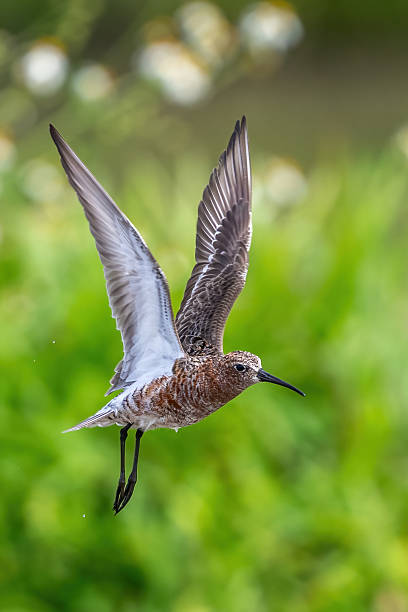 istock Different species of birds on the lakeside 2234270368