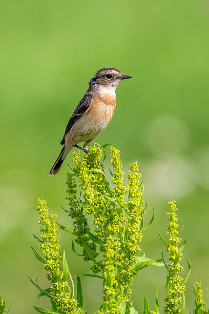 Different species of birds on the lakeside