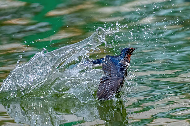 istock Different species of birds on the lakeside 2234270377