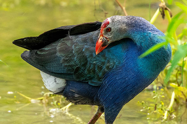 istock Different species of birds on the lakeside 2234270522