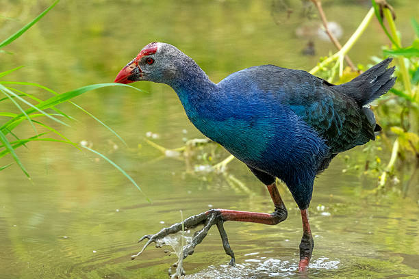 istock Different species of birds on the lakeside 2234270573
