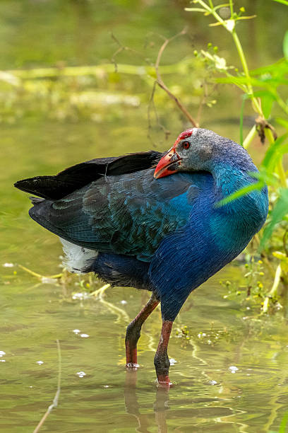 istock Different species of birds on the lakeside 2234270574