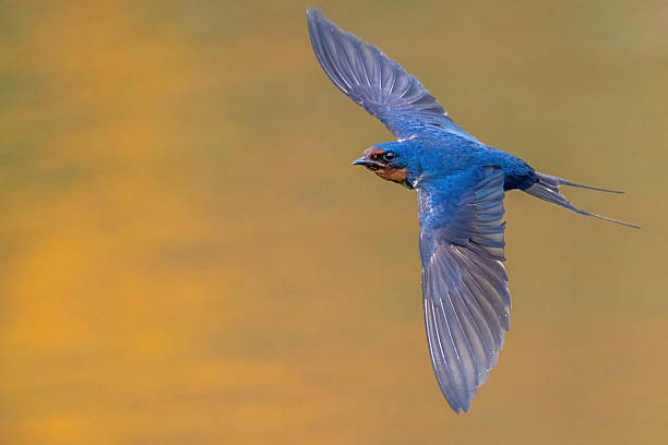 istock Different species of birds on the lakeside 2234270581