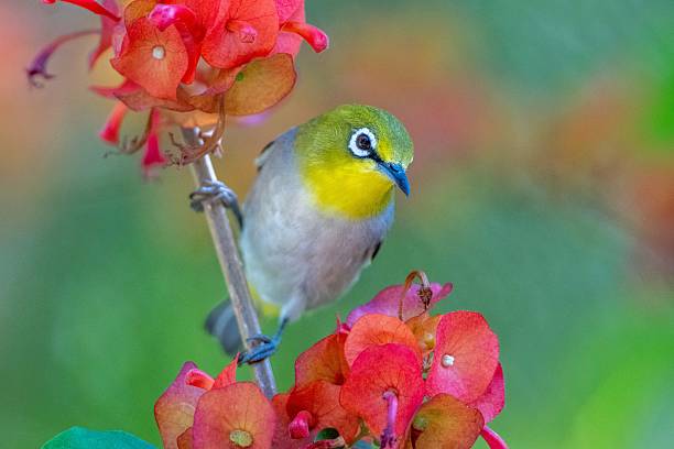 istock birds and flowers 2234270673
