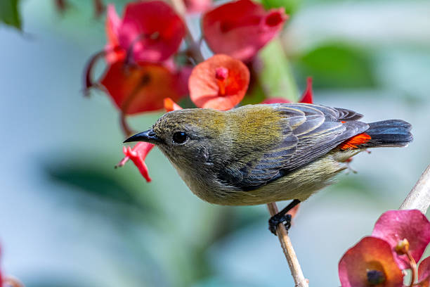 istock birds and flowers 2234270676