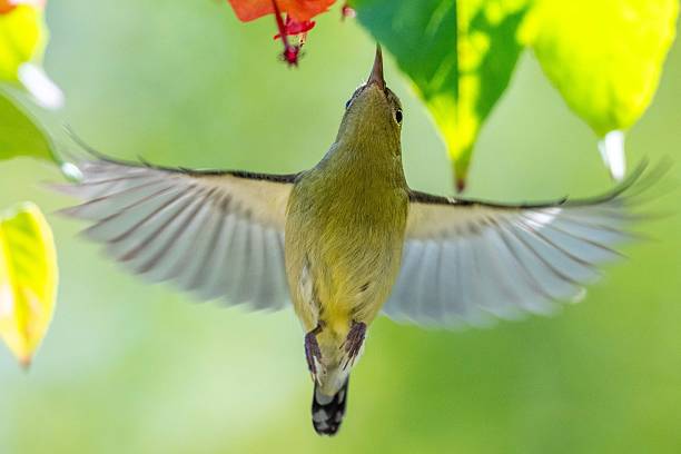 istock birds and flowers 2234270677