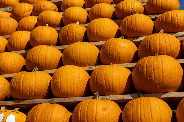 istock Vibrant orange pumpkins stacked in neat rows against a clear blue sky, creating a festive autumn atmosphere for Halloween celebrations. free space 2234270719