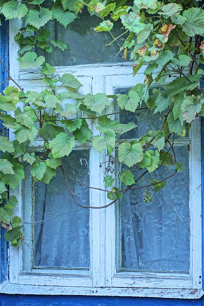 istock one old white window overgrown with green branches of grapes 2234270828