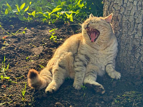 Funny yawning cat in the garden