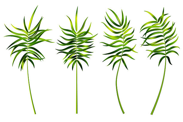 istock Palm leaves of tropic trees. Vector jungle green branch isolated on white background. Realistic foliage of exotic plant. Set of floral decoration elements. 2234271706
