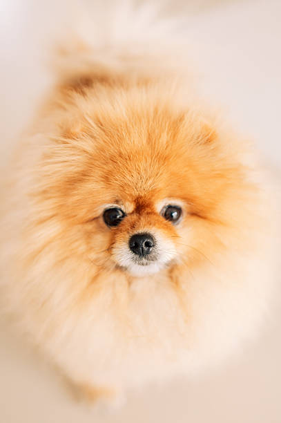 Close-up of a cute pomeranian dog looking directly at the camera