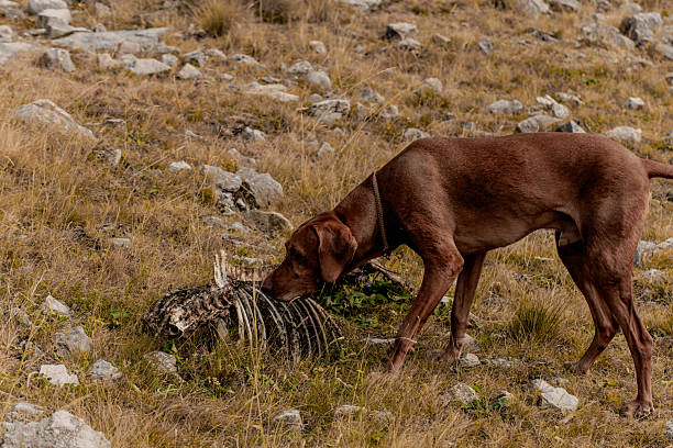 A pack of stray dogs aggressively barks and attacks passersby on a path through a large meadow