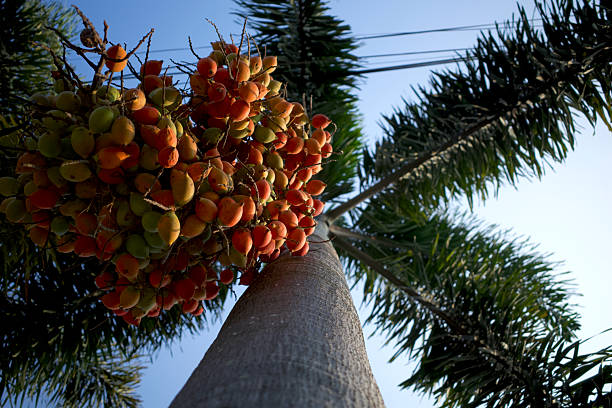 Close up palm tree trunk