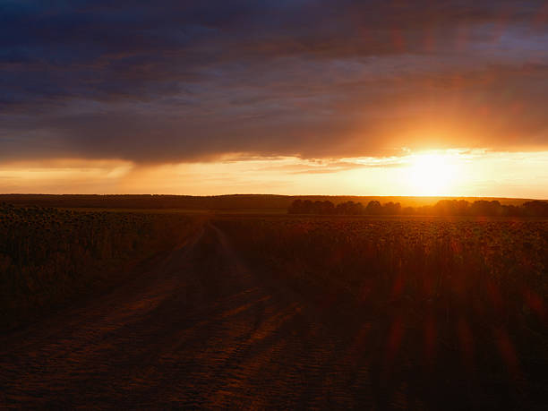 Sunlight illuminates a muddy path through a sunflower field at sunset. A dramatic sky with warm light creates a peaceful and scenic rural landscape.
