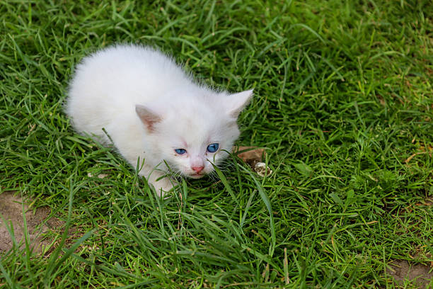 istock A curious white kitten with striking blue eyes sits on the green grass. This tender portrait exudes childlike innocence and natural curiosity, highlighting the beauty of feline youth. 2234275907